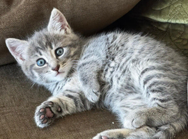 Beautiful fluffy kittens!