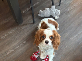 Cavalier King Charles - looking for new home.