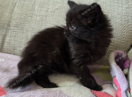 4 adorable kittens