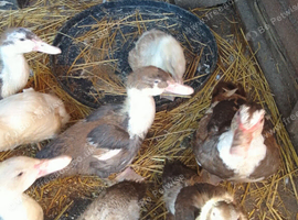 Young Muscovy pairs