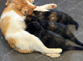 Kittens