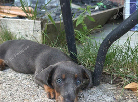 Beautiful blue and tan female