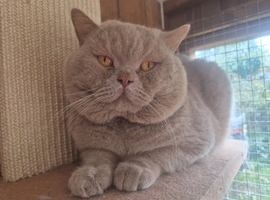 Lilac British shorthair for stud services