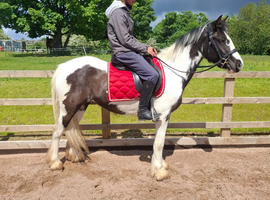 14.2hh 5 year old mare