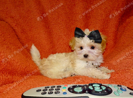 XXXS Gorgeous F1 Maltese X Tiny Toy Poodle F1 Maltipoo Cream & Apricot Parti Colour Puppy