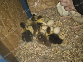 Ducklings available