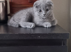 Cute Scottish fold  Three kittens available