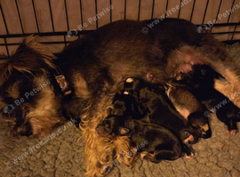 Beautiful schnoodle puppies