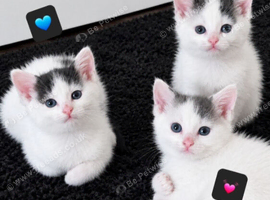 3 fluffy kittens