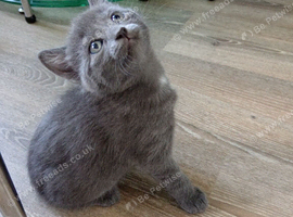 Kitten