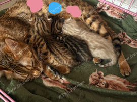 Beautiful girl Bengal still looking for her forever home ️