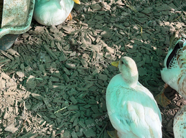 Pair of call ducks