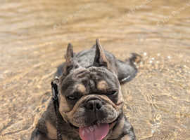 Biscuit the KC REGISTERED French Bulldog Stud