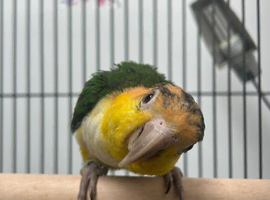 Hand Reared Baby Yellow Thighed Caiques