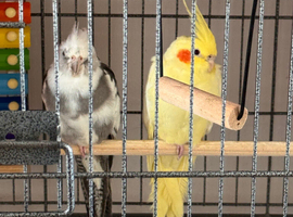 BONDED COCKATIELS plus large Cage