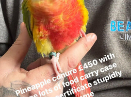 pineapple conure