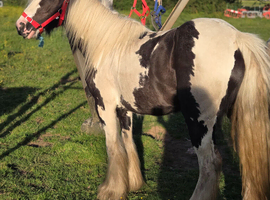 13hh mare