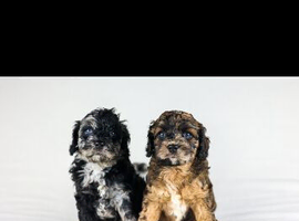 Cavapoo boys and girls