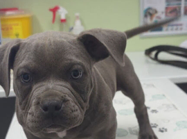 ROYAL BLUE POCKET BULLY MALE