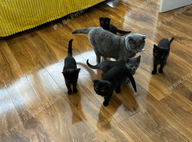 Beautiful cross breed kittens