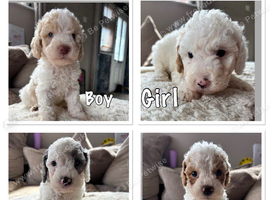 Beautiful Cavapoo pups
