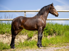 AES Filly Friesian Cross