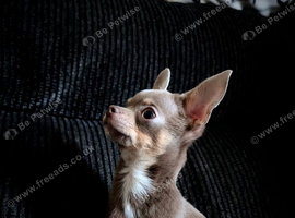 Blue Chihuahua stud available