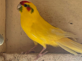 Pair of kakarikis