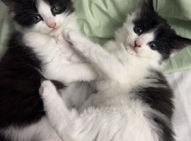 Tuxedo kitten