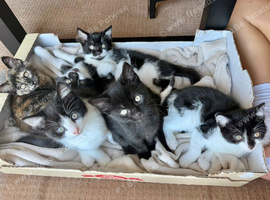 Adorable 9 weeks old Kittens - Ready for Loving Homes! in Harrow