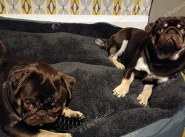 8 month old pug brothers