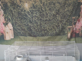 2 guinea pigs for sale