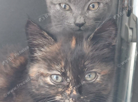 Kittens for sale