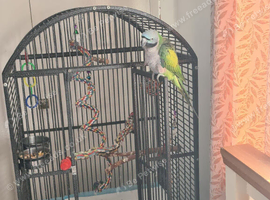 Derbyan parakeet
