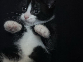 Kittens for sale