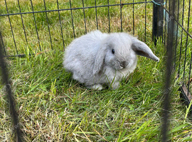 Mini lop/ lion head rabbits