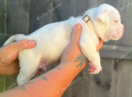 Olde English bulldogs