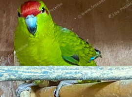 Baby Kakariki Cock for sale