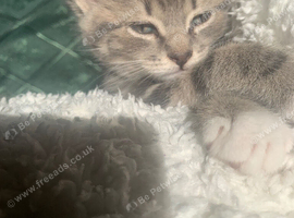 For Sale 2 Gorgeous Grey Tabby Kittens