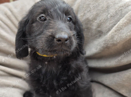 Miniture F1 labradoodles