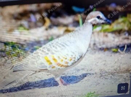Hen common bronze winged pigeon