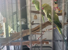 2 male green ringnecks