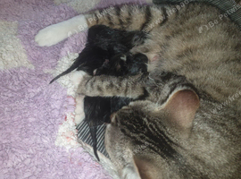 5 fluffy kittens