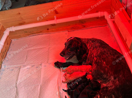 Cocker spaniels