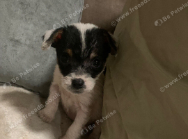 Tri colour Terrier