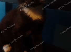 Tuxe boy cat