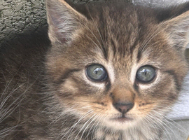 Kittens ready for forever home