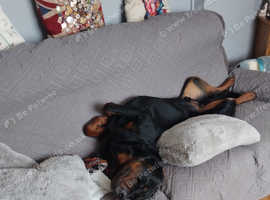 !American rotweiller stud!