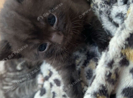 Brittish shorthair x very fluffy