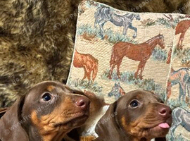 Duchund puppies